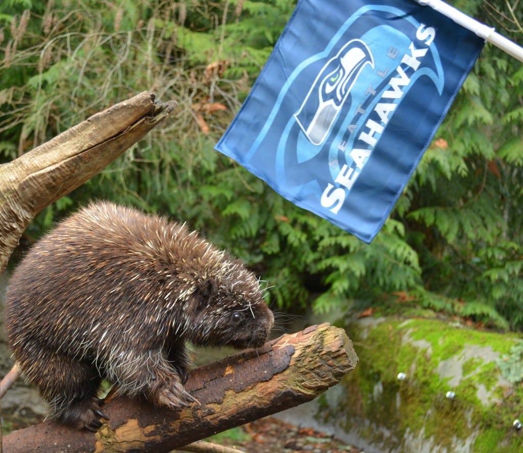 point-defiance-zoo-and-northwest-trek-discounts-wear-seahawks-attire