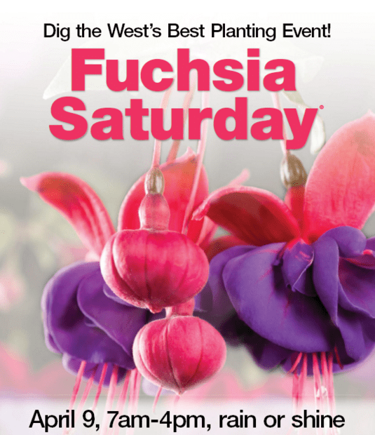 Fred Meyer Fuchsia Event On Saturday (4/14)