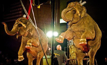 Circus Gatti – $25 For Pass for Family of Five!