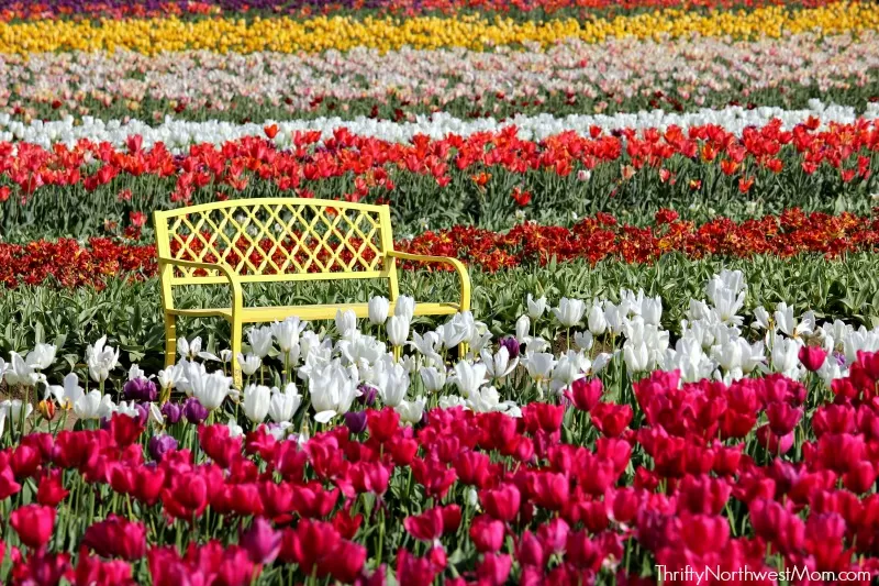 Tulip Festival In Woodburn Oregon