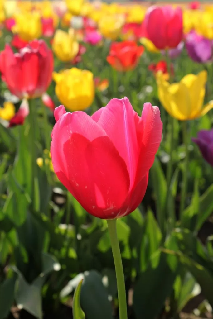 Tulip Fields at the Woodbury Oregon Tulip Festival