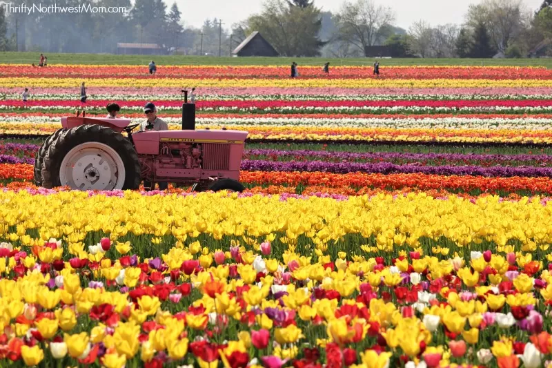 Woodburn Oregon Tulip Fields with tractor in distance