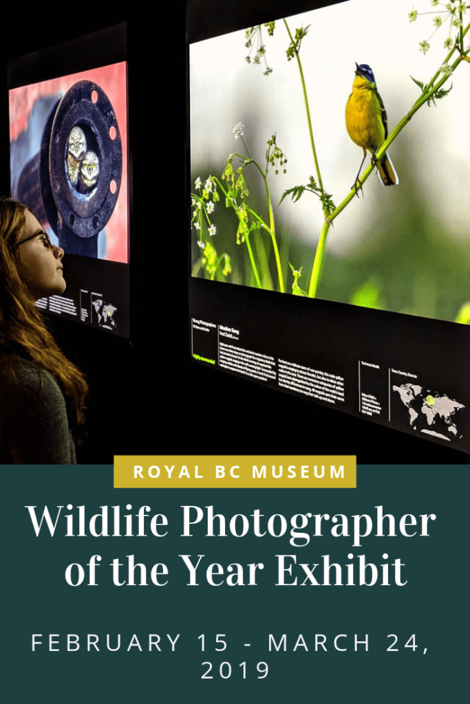 Wildlife Photographer of the Year Exhibit at Royal BC Museum