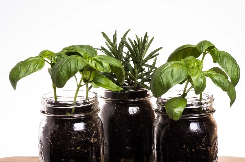 Mason Jars with Herb Plants