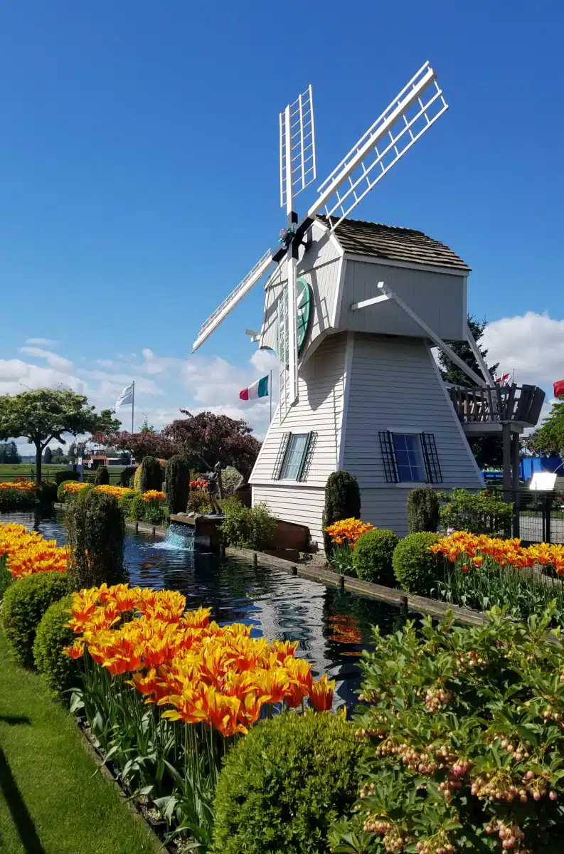 Windmill at Tulip Town Mount Rainier