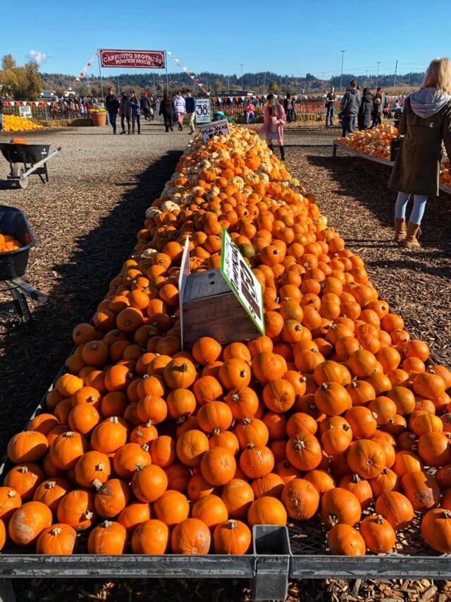 Best Fall Festivals 2024 & Favorite Pumpkin Patches In Washington